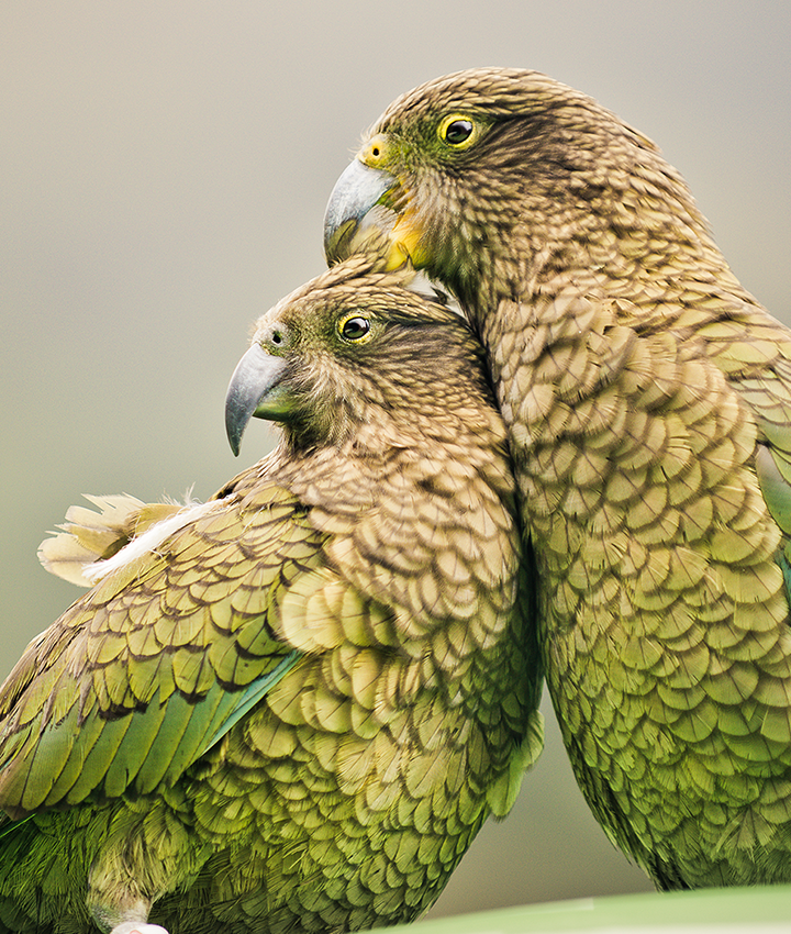 Two Keas Sustainable Scenic Portrait